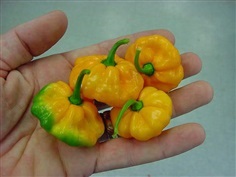 พริกจานบิน สีเหลือง Yellow Jamaican Pepper Chili