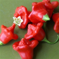 พริกจานบิน สีแดง Red Jamaican Pepper Chili