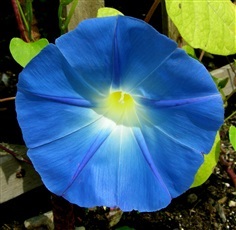 มอนิ่งกลอรี่ แฮพเว้นบลู HEAVENLY BLUE MORNING GLORY