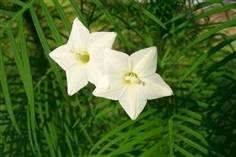 ดาวนายร้อยสีขาว  white Quamoclit pennata seeds