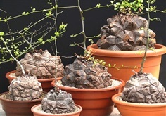 ไม้โขด กระดองเต่า เท้าช้าง  Dioscorea elephantipes