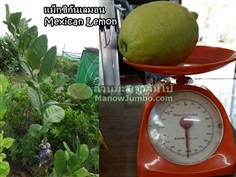 กิ่งตอน แม็กซิกันเลมอน Mexican Lemon