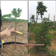 มะเดื่อฝรั่งหลากหลายสายพันธุ์ | สวนมะเดื่อฝรั่งมิ๊กแหม่มเนส - หนองหญ้าไซ สุพรรณบุรี