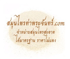 ข่อย (ราก)