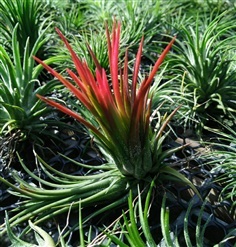 ทิลแลนเซีย Tillandsia v.stricta