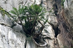 ปรงสระบุรี   หรือ   Cycas tansachana