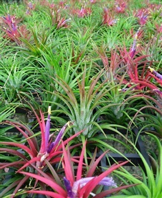 ทิลแลนเซีย Tillandsia ขายส่ง