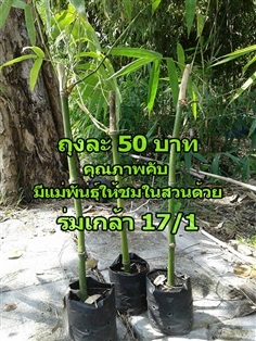 ต้นไผ่ตงลืมแล้ง ไผ่กิมซุง พันธุ์ดี พันธุ์แท้ แห่งเดียวในกทม. | สวนไผ่ไร่ธารา ร่มเกล้า17/1 - ลาดกระบัง กรุงเทพมหานคร