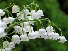 Lily of the Valley ลิลลี่ออฟเดอะวัลเลย์