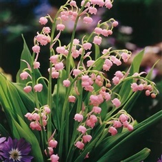 Lily of the Valley ลิลลี่ออฟเดอะวัลเลย์