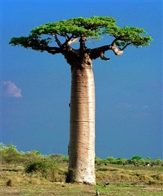Adansonia grandidieri - Giant Baobab seed (เบาบับแกรนด์)
