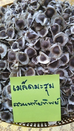 เมล็ดมะรุม