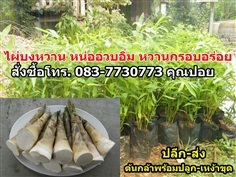 ขายไผ่บงหวานกล้าพันธุ์และหน่อ ต้นอวบรสหวาน  | thaifarmer - ท่ามะกา กาญจนบุรี