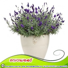 ลาเวนเดอร์ (English Lavender) / 20 เมล็ด