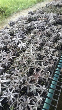 Dyckia | สวนสังข์ทอง - เมืองนครปฐม นครปฐม