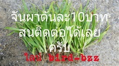 จันผา