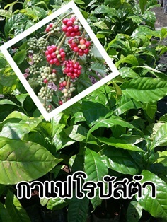 กาแฟโรบัสต้า