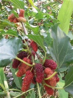 มัลเบอร์รี่, หม่อน, mulberry, หม่อน  สายพันธุ์เชียงใหม่ 60