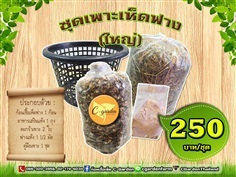 ชุดเพาะเห็ดฟางใหญ่ | C-Garden Farm - บางพลี สมุทรปราการ