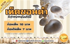 ก้อนเชื้อเห็ดขอนดำ 30 ก้อน