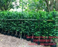 ต้นโมก โมกพวงราคาถูก (ภาพถ่ายจากสินค้าจริงที่ร้าน)