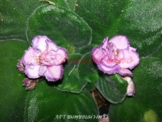 African violet Tomorrow Pink Ice
