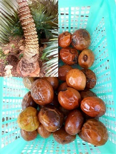 จำหน่ายเมล็ดปรงเขา Cycas clivicola จร้า สนใจทักมานะค่ะ