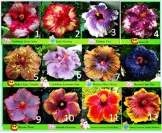 Hibiscus(ชบาแฟนซี)สายพันธุ์นำเข้า