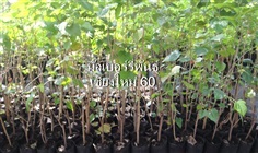 ต้นมัลเบอร์รี่พันธุ์เชียงใหม่ 60 (หม่อนกินผล)ขนาดสูงประมาณ 1