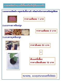 ต้นพันธ์ผักหวานป่า 