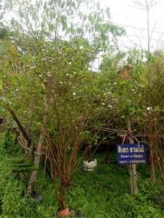 พุดสามสี | ดิเรก บ้านดงบัง -  ปราจีนบุรี