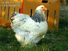 ขายไก่บราห์ม่าและไข่เชื้อราคาถูกสายพันธุ์แท้