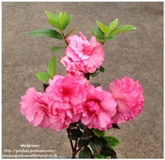 กุหลาบพันปีดอกกุหลาบสีชมพู
