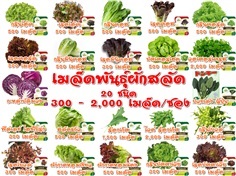 เมล็ดพันธุ์ผักสลัด 19 ชนิด ส่งฟรีเคอรี่ เมื่อซื้อครบ 250 บาท | ทำมะชาด - เมืองลำปาง ลำปาง