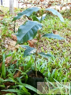 ต้นกาแฟอราบิก้า พร้อมลงรากปลูก ต้นเล็กประมาณ 50 ซ.ม. 					