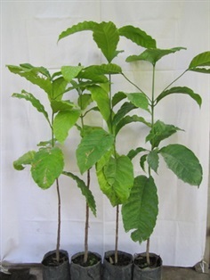 ต้นกาแฟอาราบิก้า | สวนสมโภชพันธุ์ไม้ - แก่งคอย สระบุรี
