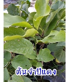 ต้นจำปีแดง | สวนสมโภชพันธุ์ไม้ - แก่งคอย สระบุรี