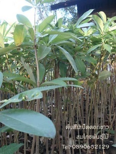 ต้นตีนเป็ด  | สวนสมโภชพันธุ์ไม้ - แก่งคอย สระบุรี