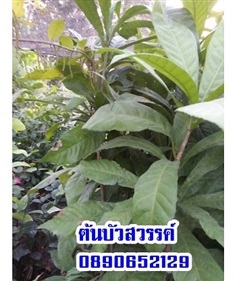 ต้นบัวสวรรค์  | สวนสมโภชพันธุ์ไม้ - แก่งคอย สระบุรี