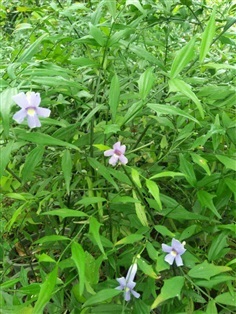 ช้องนางเล็ก | สวนไม้งาม เชียงใหม่ - แม่ริม เชียงใหม่