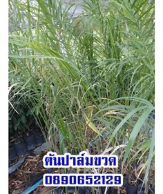 ต้นปาล์มขวด | สวนสมโภชพันธุ์ไม้ - แก่งคอย สระบุรี