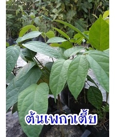 ต้นเพกา  | สวนสมโภชพันธุ์ไม้ - แก่งคอย สระบุรี