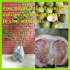 ส้มโอทองดี