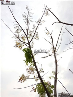 คูณดอกขาว | สวน วิชาญ - ภาชี พระนครศรีอยุธยา