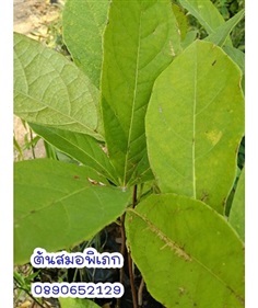 ต้นสมอพิเภก  | สวนสมโภชพันธุ์ไม้ - แก่งคอย สระบุรี