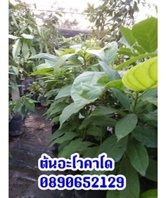 ต้นอะโวคาโด | สวนสมโภชพันธุ์ไม้ - แก่งคอย สระบุรี