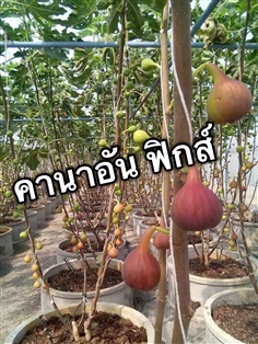 Figs มะเดื่อฝรั่ง | Canaan figs&Date palm  -  เชียงใหม่