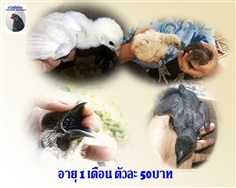 ลูกไก่ดำ