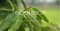 จำหน่ายใบทุเรียนเทศแห้ง และเมล็ดพันธุ์ | Soursop Organic Garden -  กรุงเทพมหานคร