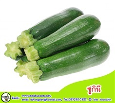 เมล็ดพันธุ์ผัก ซูกินี (Zucchini Squash)  | seedsuccess (ซีดซักเซส) - เขื่องใน อุบลราชธานี